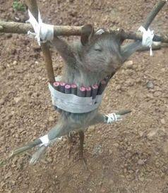 林志颖搞笑段子,笑料百出，欢乐无限