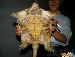 千年神龟图片,探寻古老传说中的神秘生物