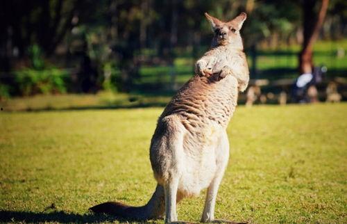 澳大利亚的袋鼠资料,澳大利亚的国宝与生态传奇